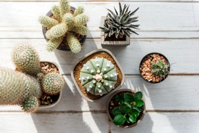 Waarom je een peyote-trip moet overwegen als je in Mexico bent