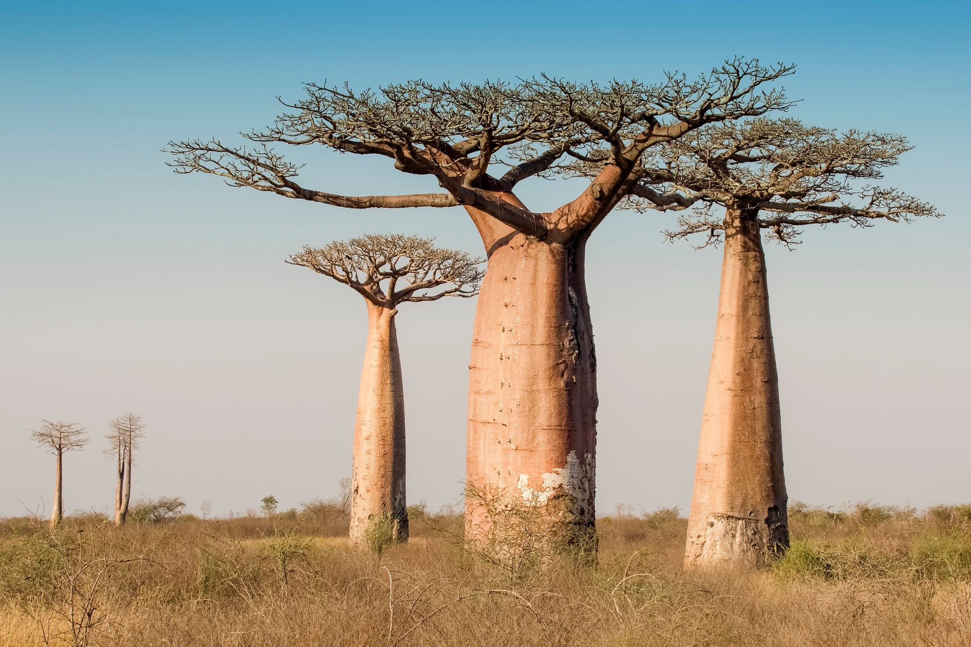 Must-visit: de Avenue of the Baobabs in Madagascar